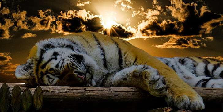 tiger laying on wood logs during dawn