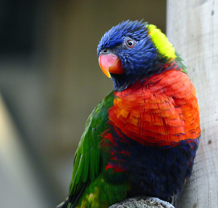 blue, red, and green parrot