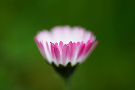 closeup photography of pink and white osteospermum flower bud