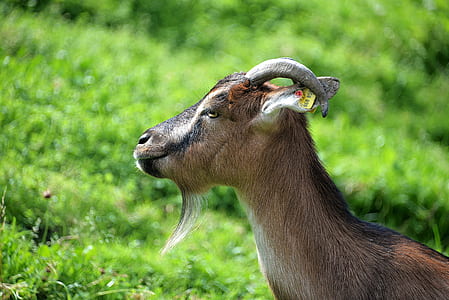 brown and black goat on green grass field during daytime