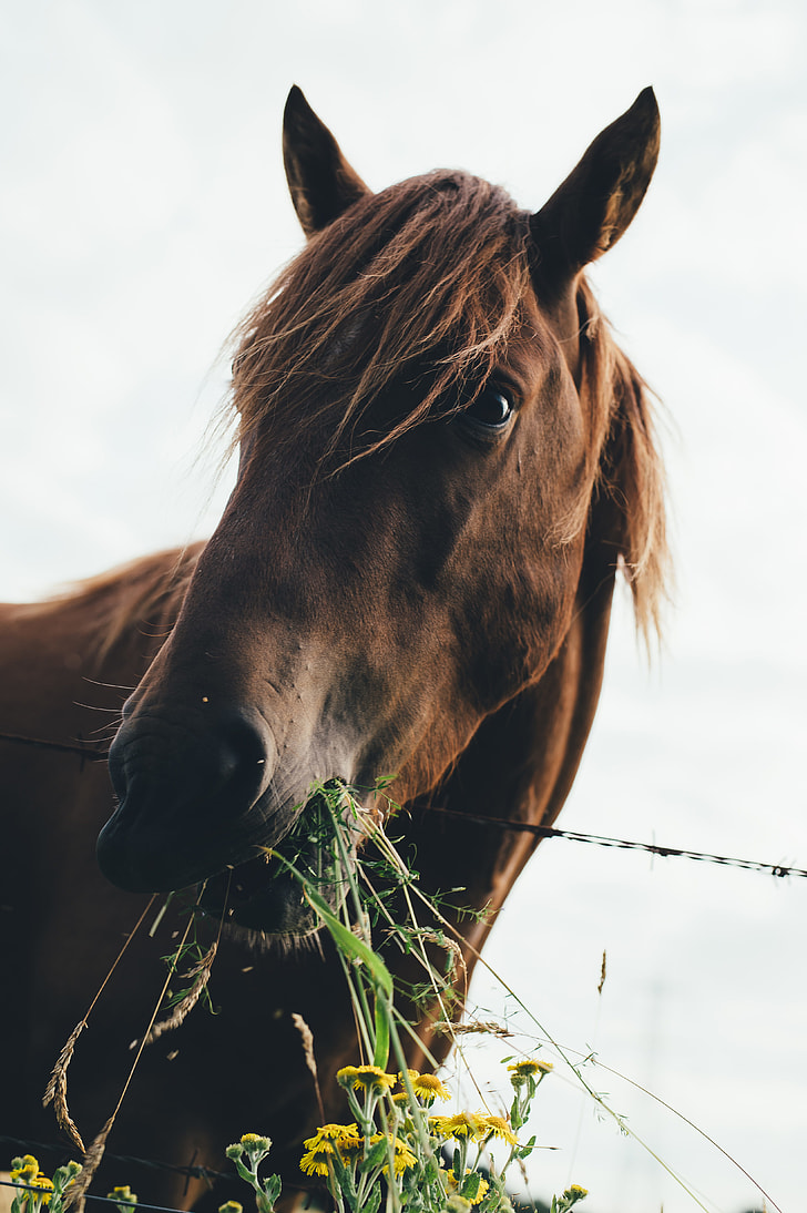 horse eating plants macro photography