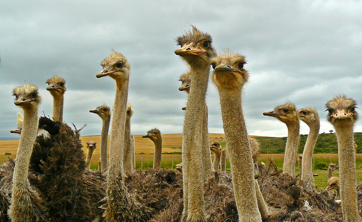 flock of ostriches looking in a single direction