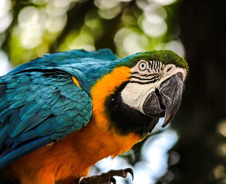 closeup photo of macaw