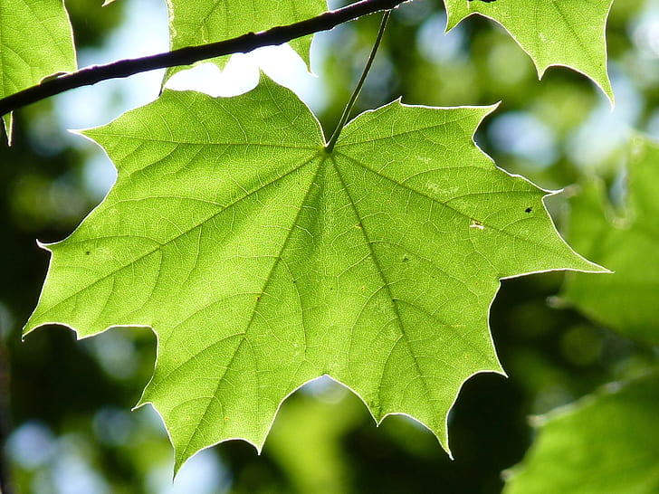 green leaf in branch