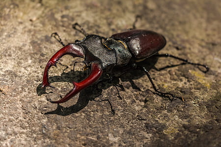 closeup photo of brown beetle