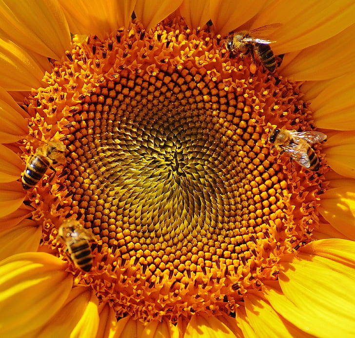 Close Up Macro Photography Yellow Sunflower Pollen With Bees Collecting Nectar