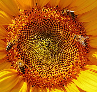Close Up Macro Photography Yellow Sunflower Pollen With Bees Collecting Nectar