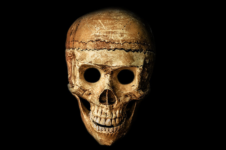 human brown skull