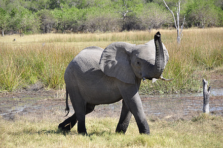 gray elephant near trees