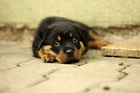 black and brown Rottweiler puppy