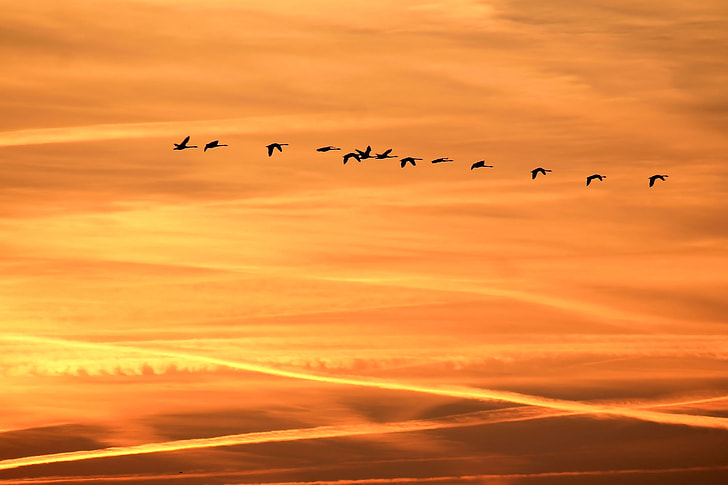 flock of birds flying under the clouds during golden hour