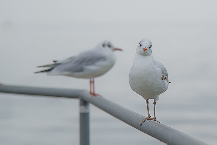 two Red-billed Gulls