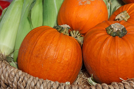 three orange pumpkins with corn in basket