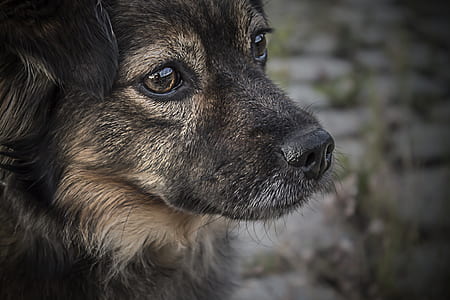 closeup photography of German shepherd puppy