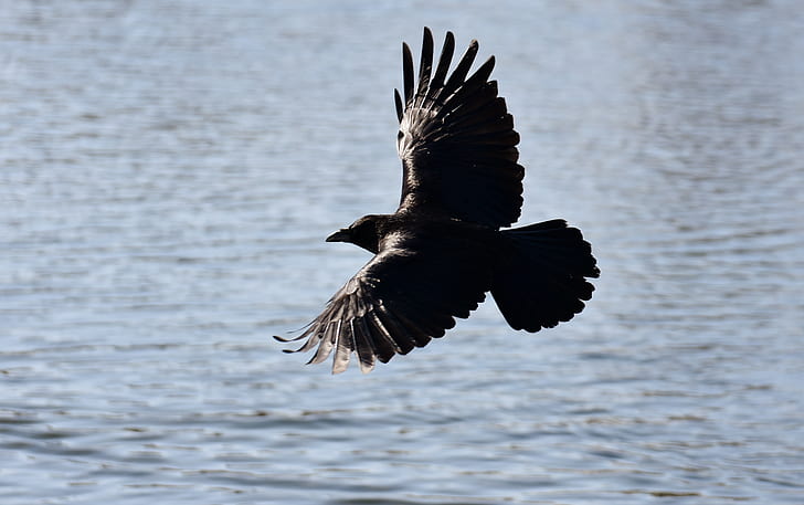 black and brown bird hovering over body of water