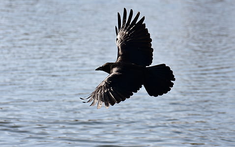 black and brown bird hovering over body of water