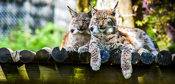 wildlife photography of two brown-and-black bobcats beside each other on brown logs