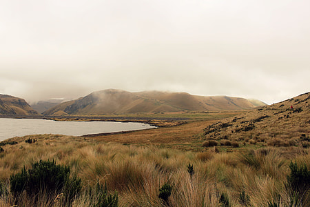 green and brown hay near body of water during foggy day