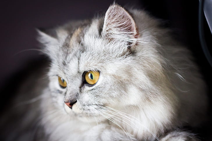 focal focus photography of white grumpy cat