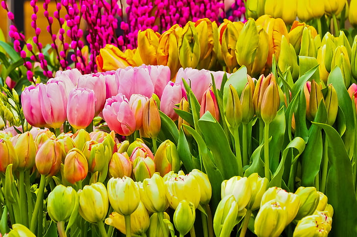 assorted-color tulip flowers