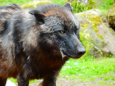 photo of medium-coated black dog