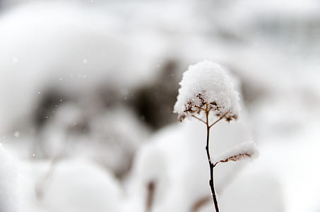 selective focus photo of snow on plant