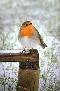 small bird perched on the wooden panel