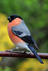 black, gray, and orange bird