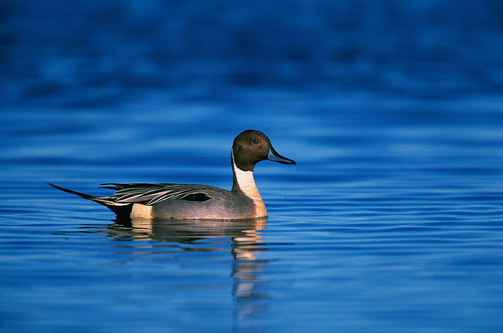 gray mallard duck on body of water
