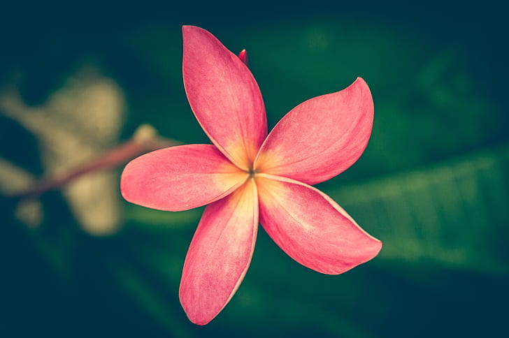 closeup photography of red Plumeria frangipani flower
