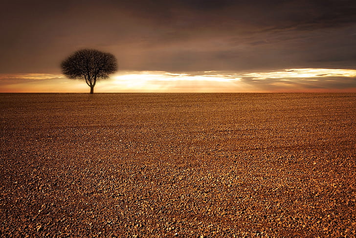 lone tree in middle of nowhere