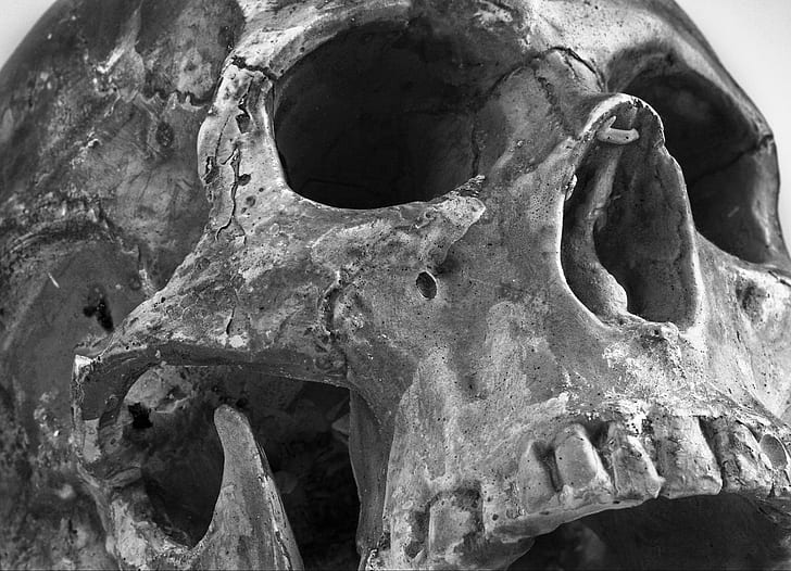 grayscale photo of human skull