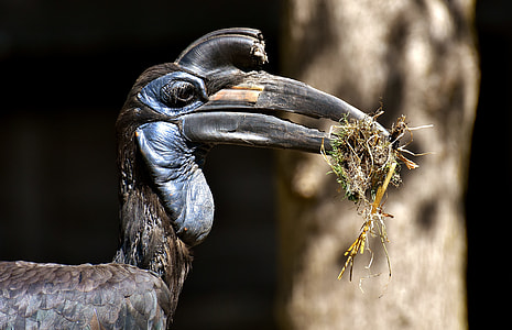 long-beak black bird near tree eating grass during daytime