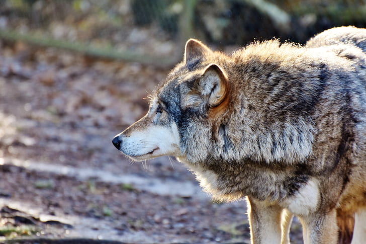 brown wolf photograph