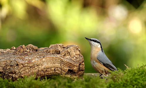 focus photography of Eurasian nuthatch