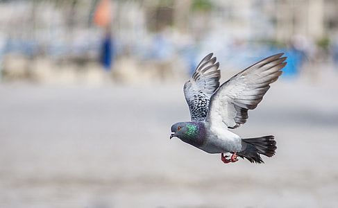white and grey pigeon