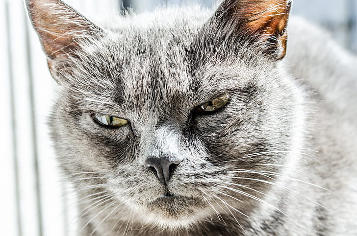 Selective focus shot of a gray cat with an angry cat face with a