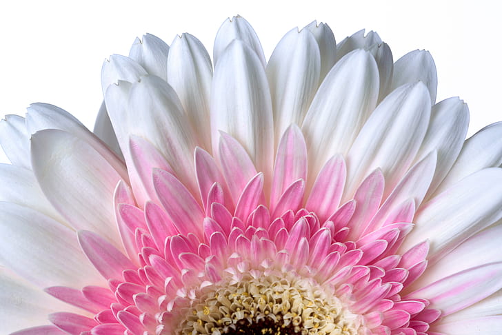 close-up photo of white and pink Gerbera daisy in bloom
