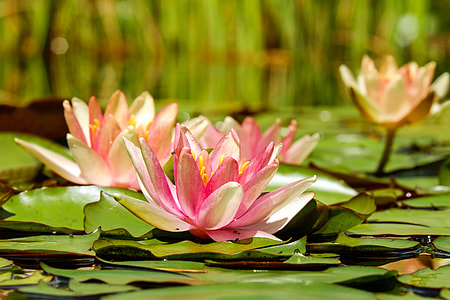 shallow depth of fields photography of two pink Lotus flowers