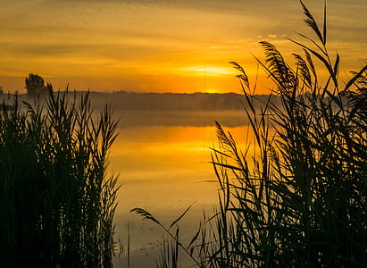 silhouette of grass near body of water at golden hour
