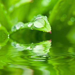 green leaf plant with dew drop on body of water