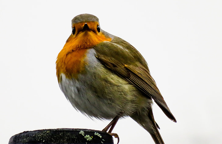 photography of European robin bird