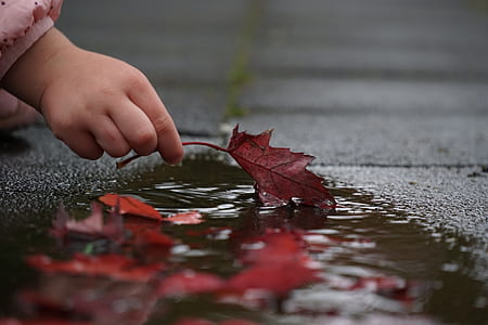 toddler's holding brown maple leaf on body of water