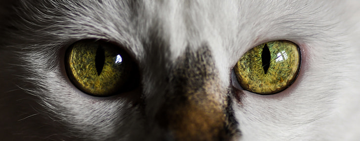 close photo of green eye cat