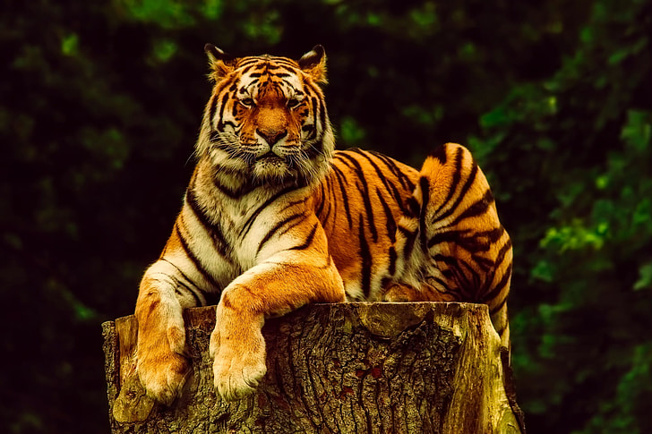 tiger lying on wood log