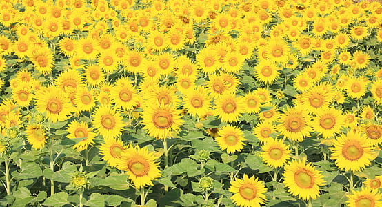 yellow Sunflower field