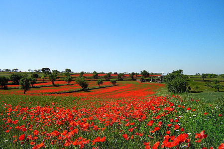field of common poppy flower