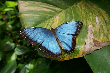 blue and black butterfly on top of green leaf at daytime