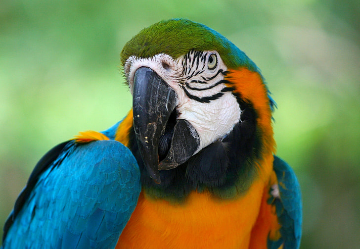 close-up photo of green-and-blue macaw