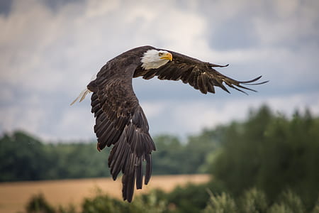 American bald eagle flying